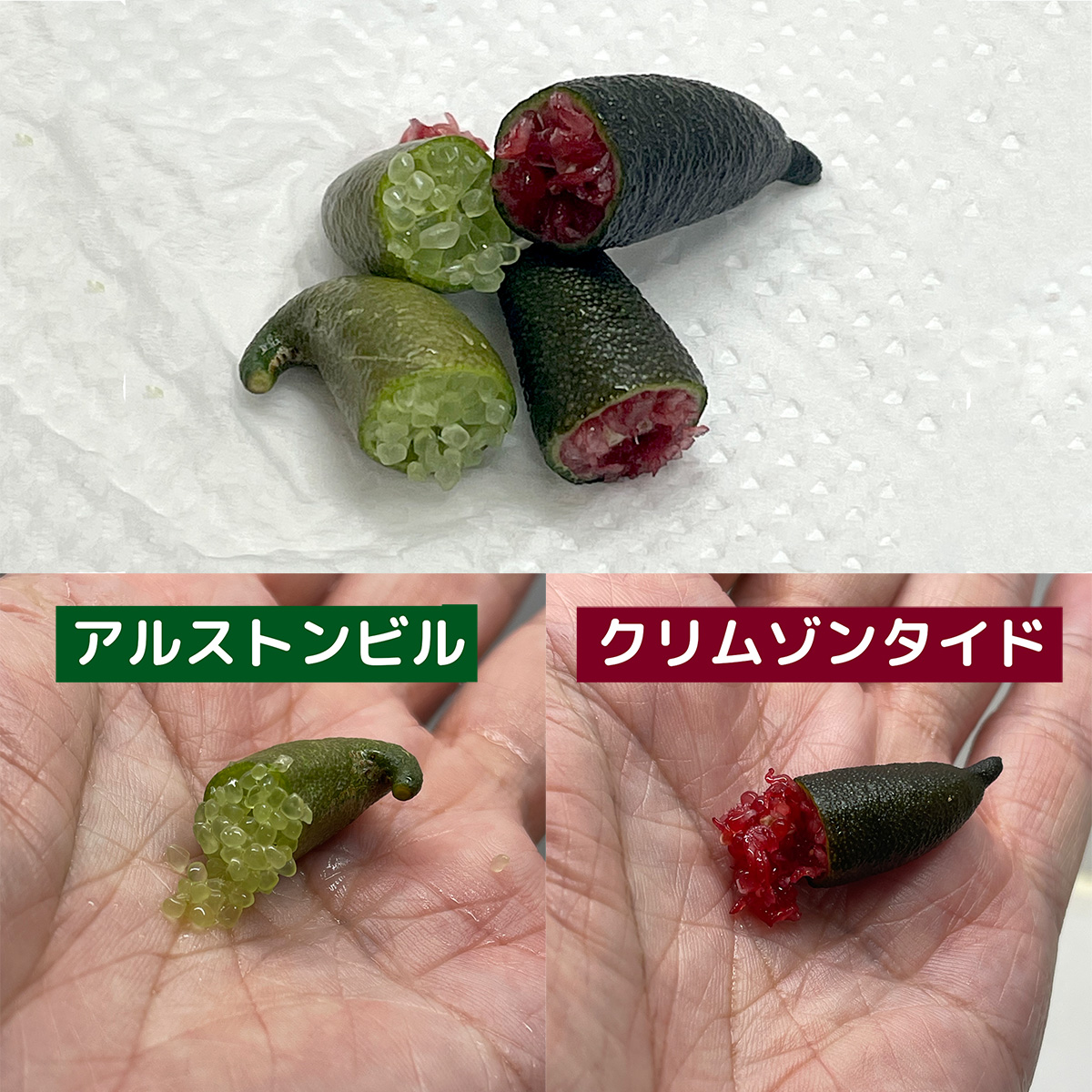 フィンガーライム、クリムゾンタイド、アルストンビル