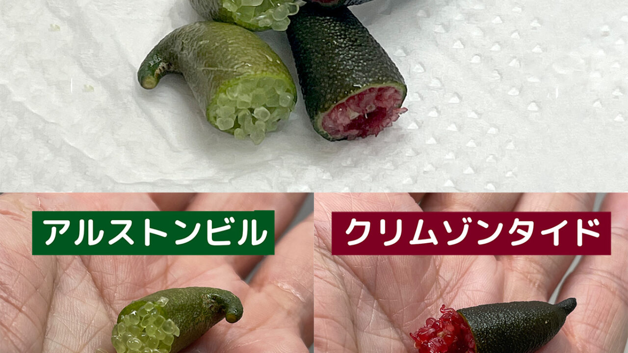 タイトル用-1280x720.jpg